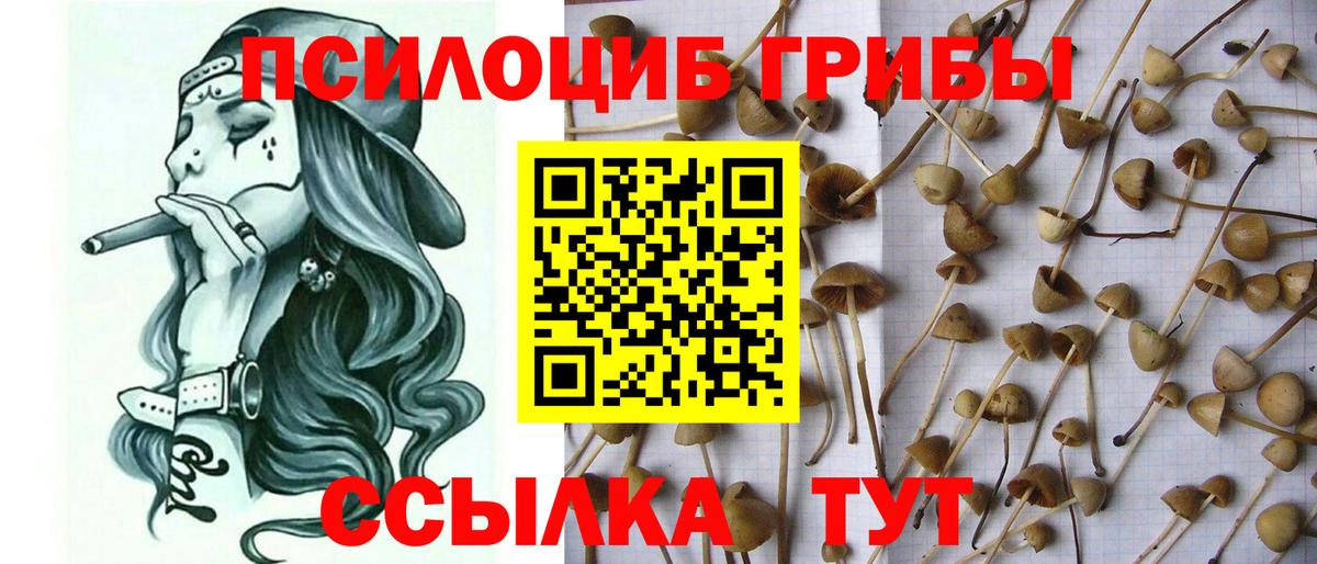Ульяновск  Псилоцибиновые грибы Psilocybe  Вход с VPN  Галлюциногенные грибы мицелий 